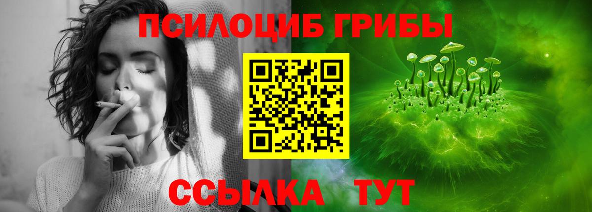Галлюциногенные грибы Psilocybe Махачкала